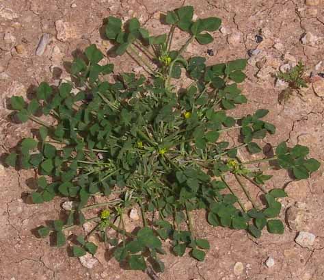 Medicago monspeliaca (L.) Trautv.