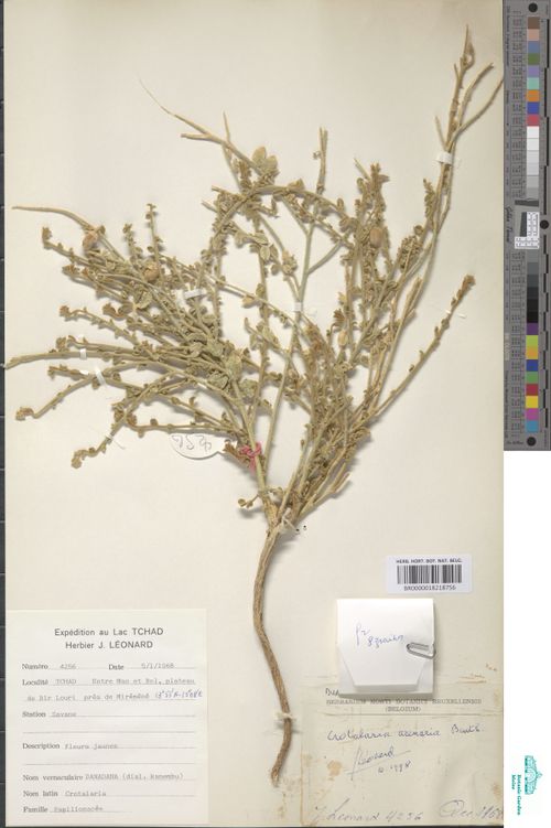 Crotalaria arenaria Benth.