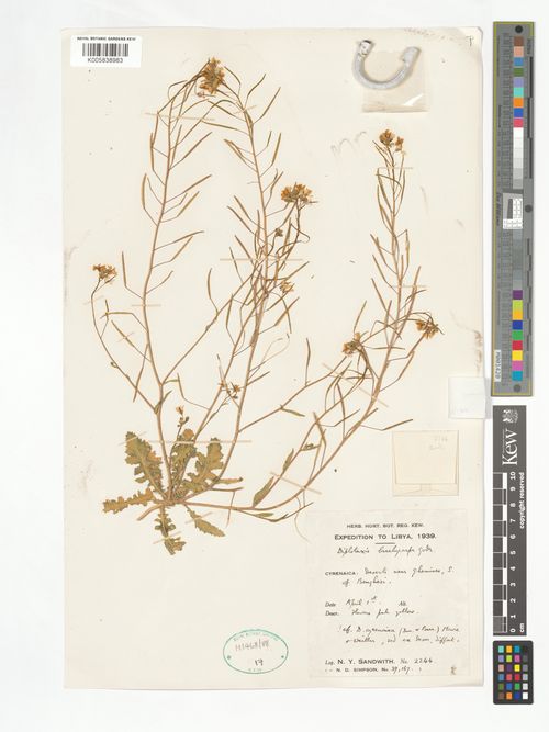 Erucastrum varium (Durieu) Durand