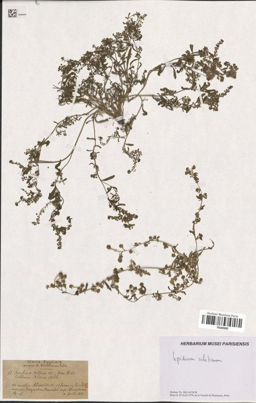 Lepidium niloticum (Delile) Sieber ex Steud.