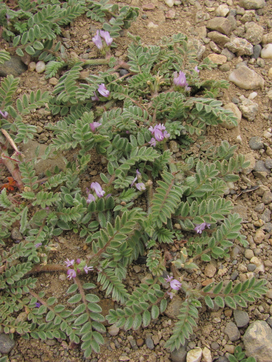 Astragalus sinaicus Boiss. 