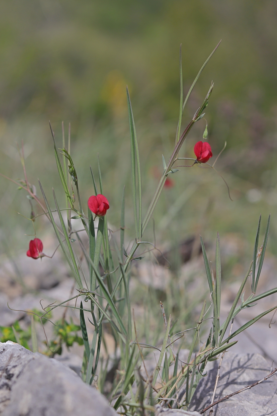 Lathyrus setifolius L.
