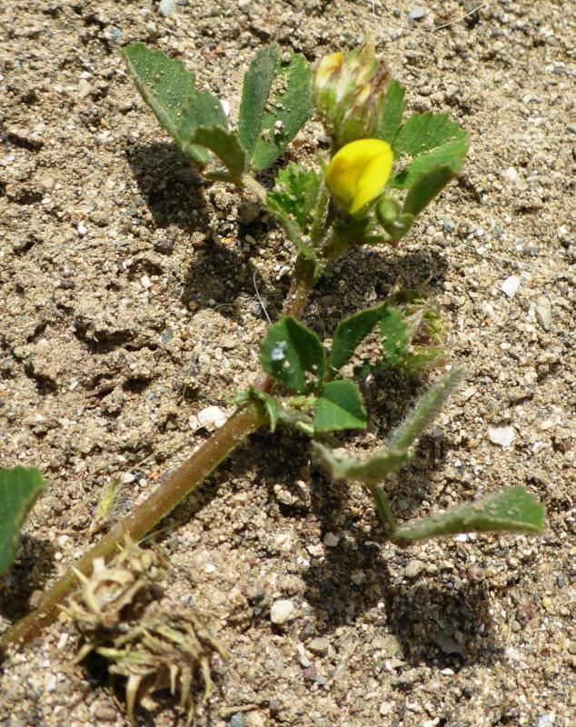 Medicago murex Willd.