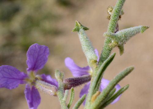 Lonchophora capiomontana Durieu