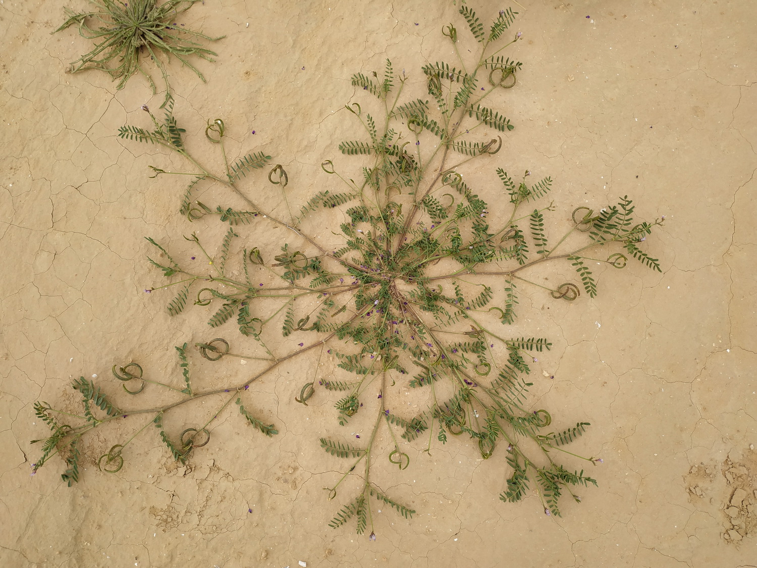 Astragalus intercedens  Rech.f.