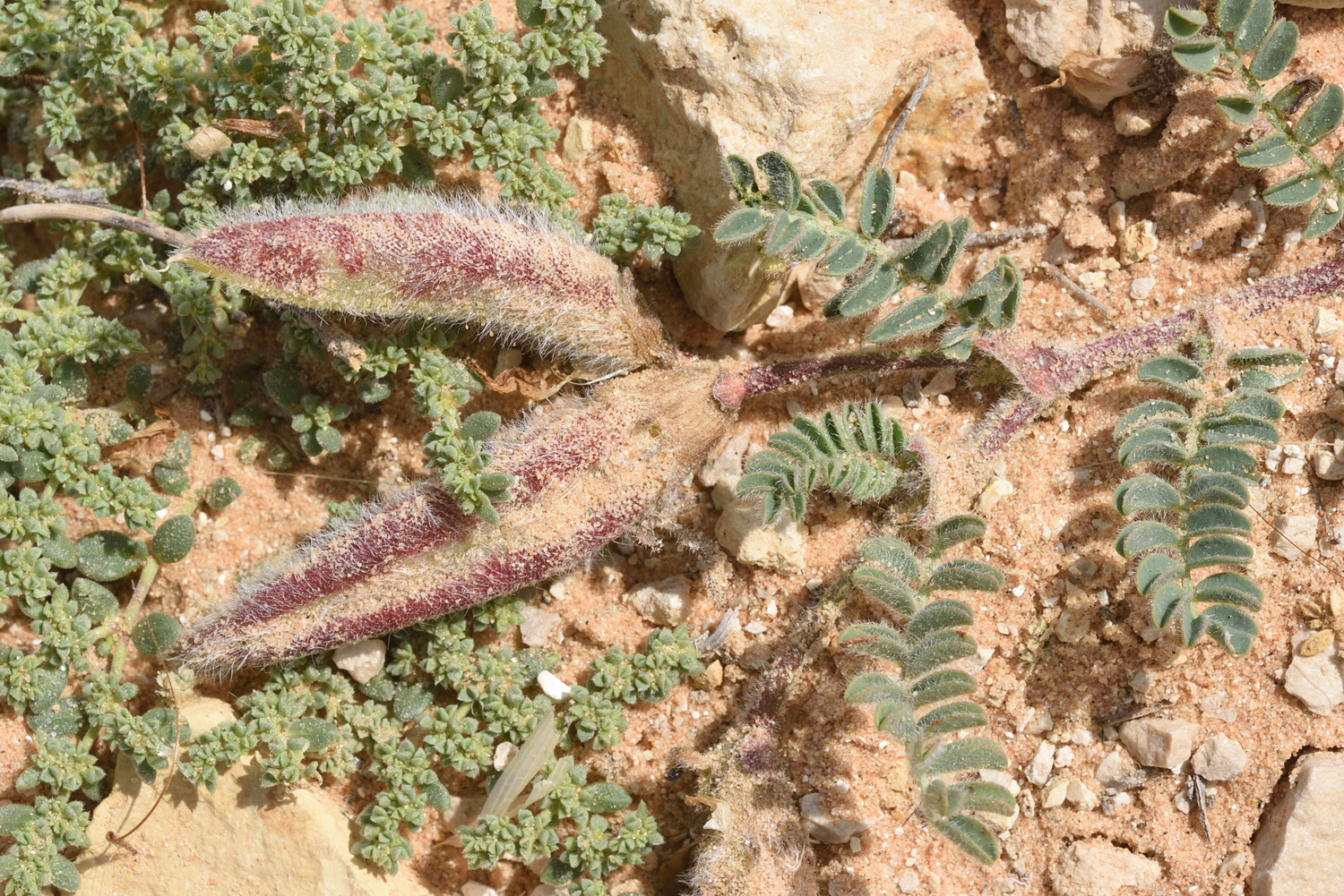 Astragalus peregrinus Vahl