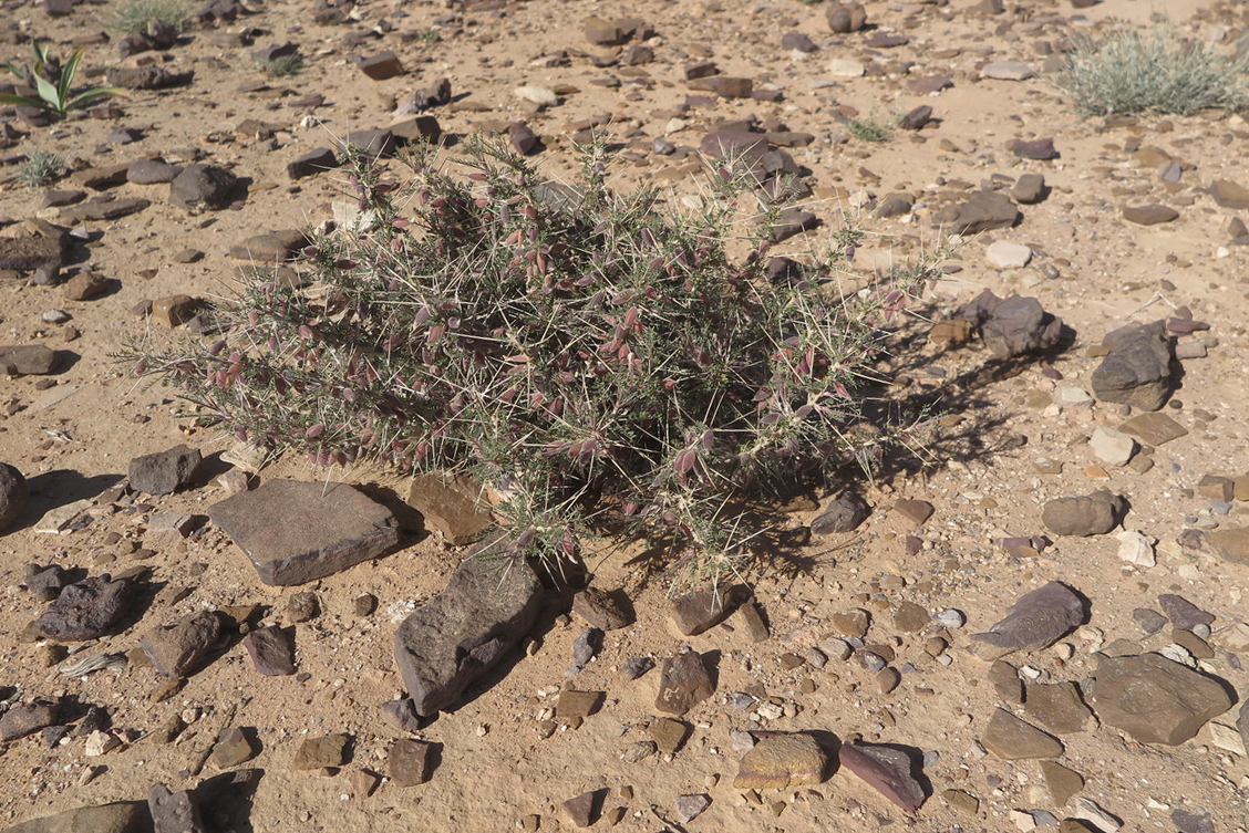Astragalus spinosus (Forssk.) Muschl.
