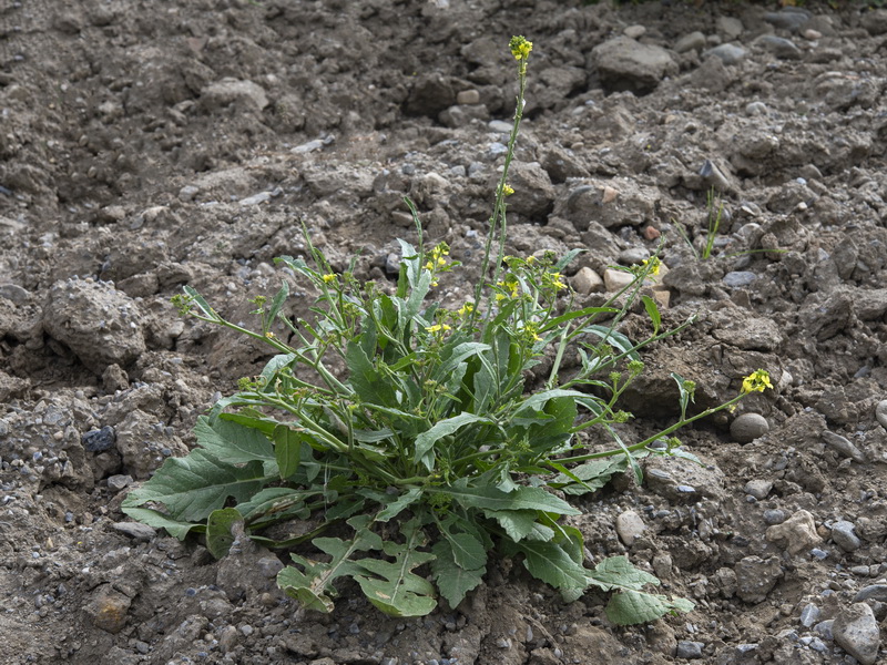 Hirschfeldia incana (L.) Lagr. -Foss.