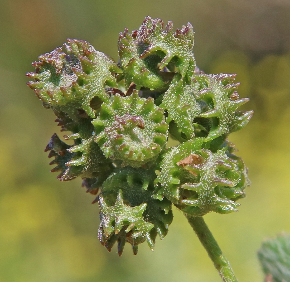 Medicago coronata (L.) Bartal.