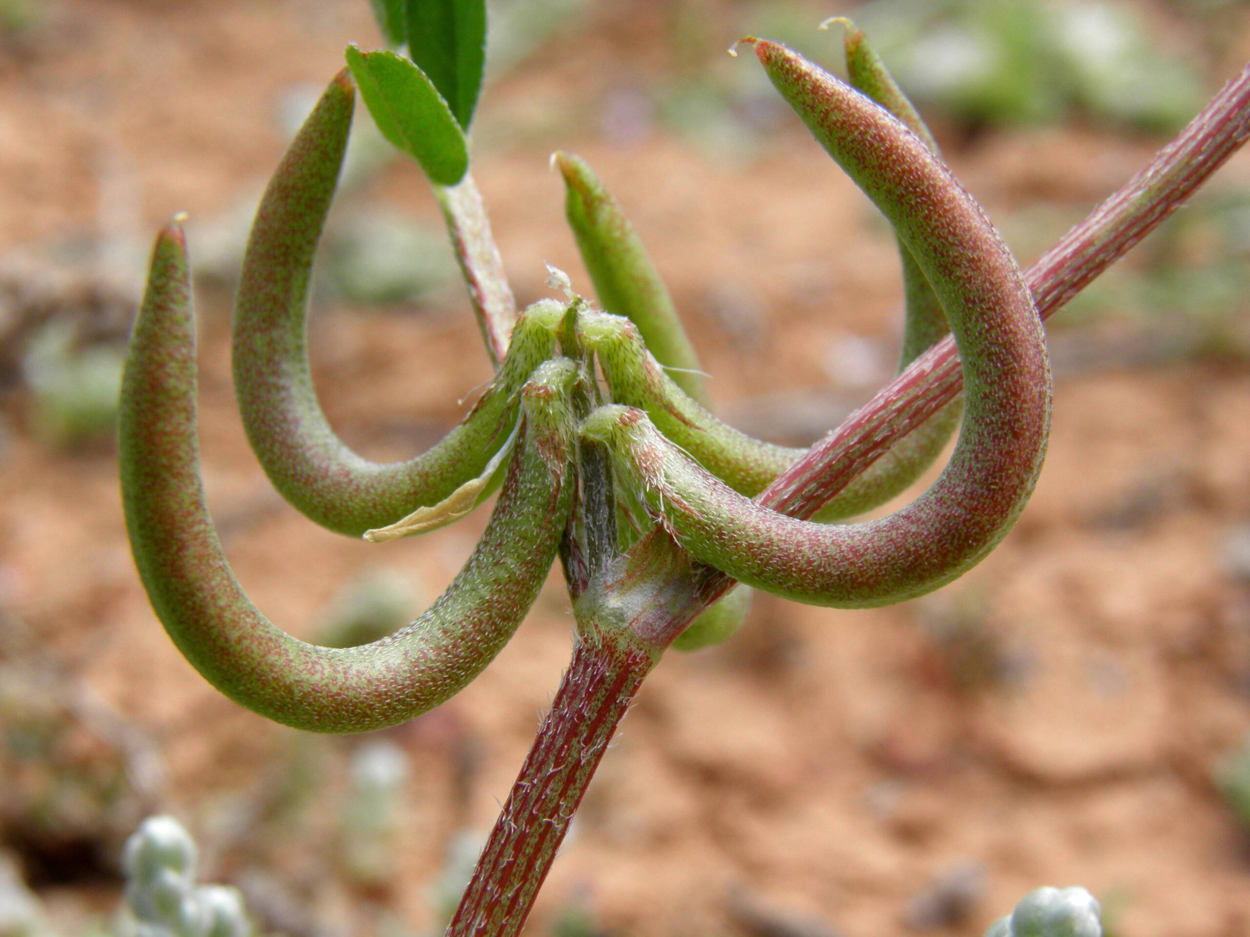 Astragalus hamosus  L.