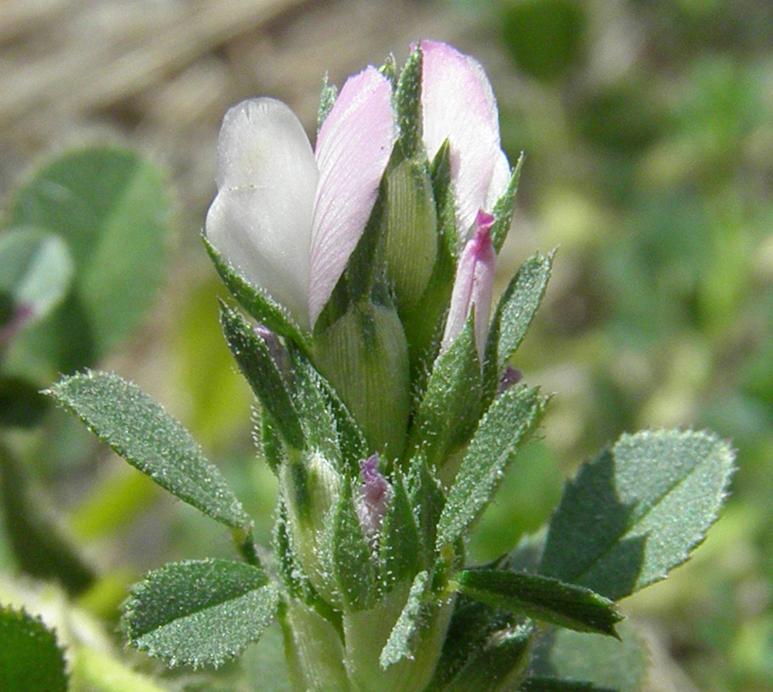 Ononis mitissima L.