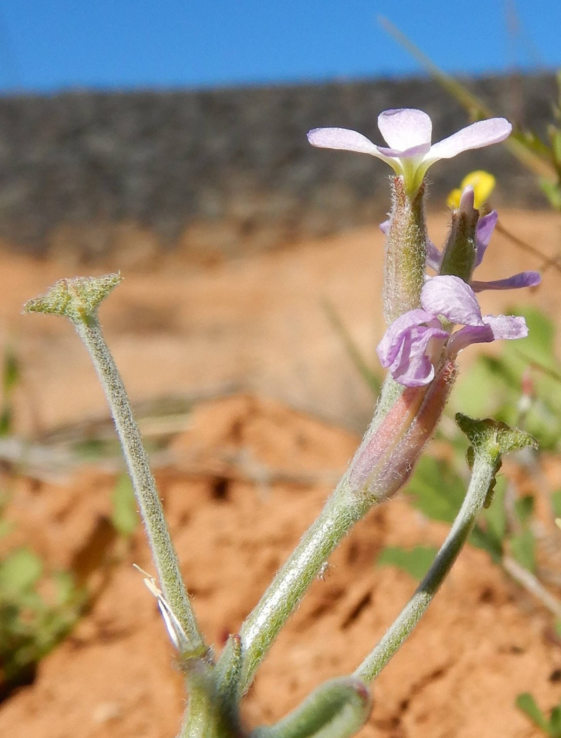 Matthiola parviflora (Schousb.) W.T.Aiton