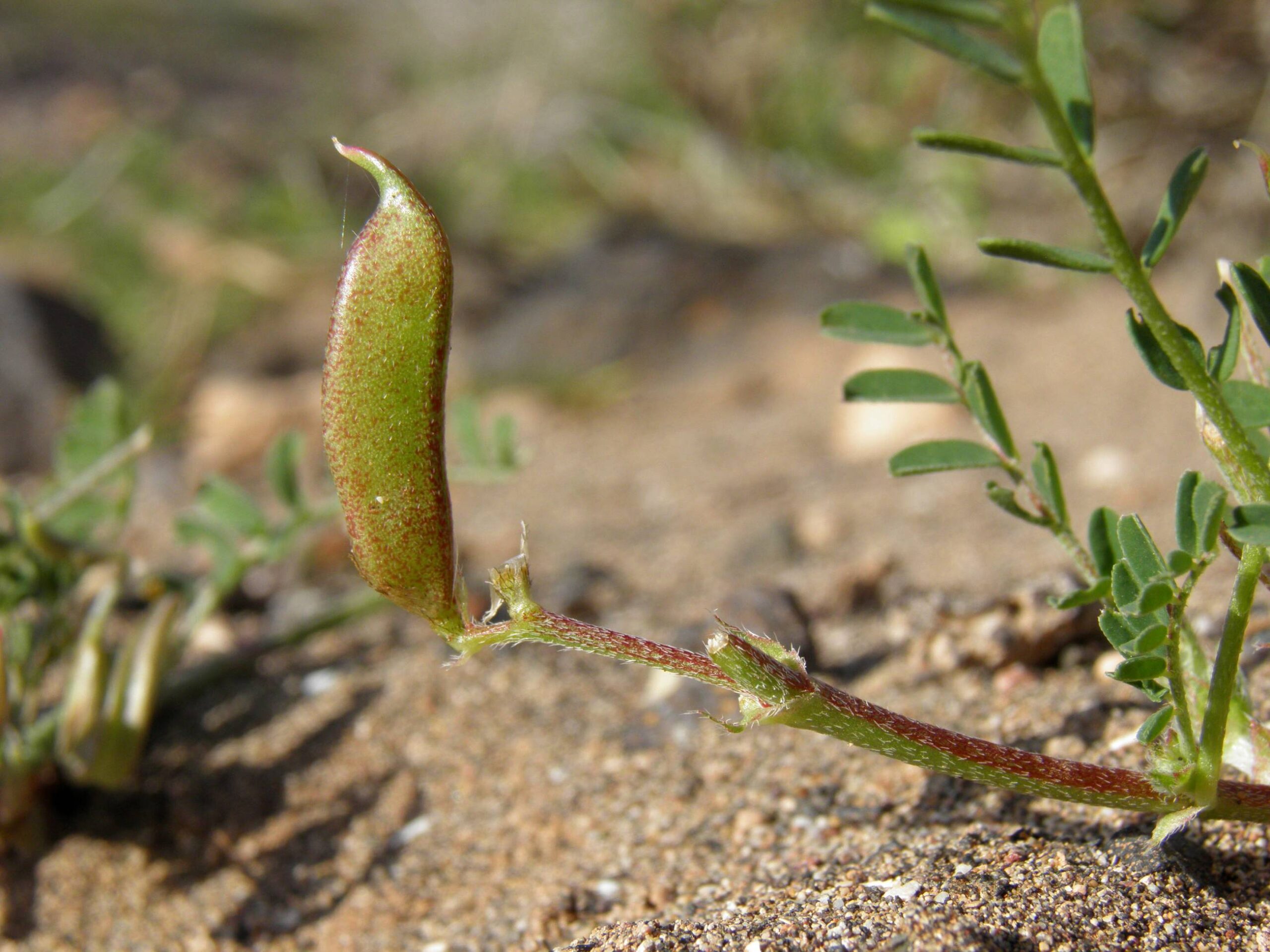 Astragalus boeticus L. 