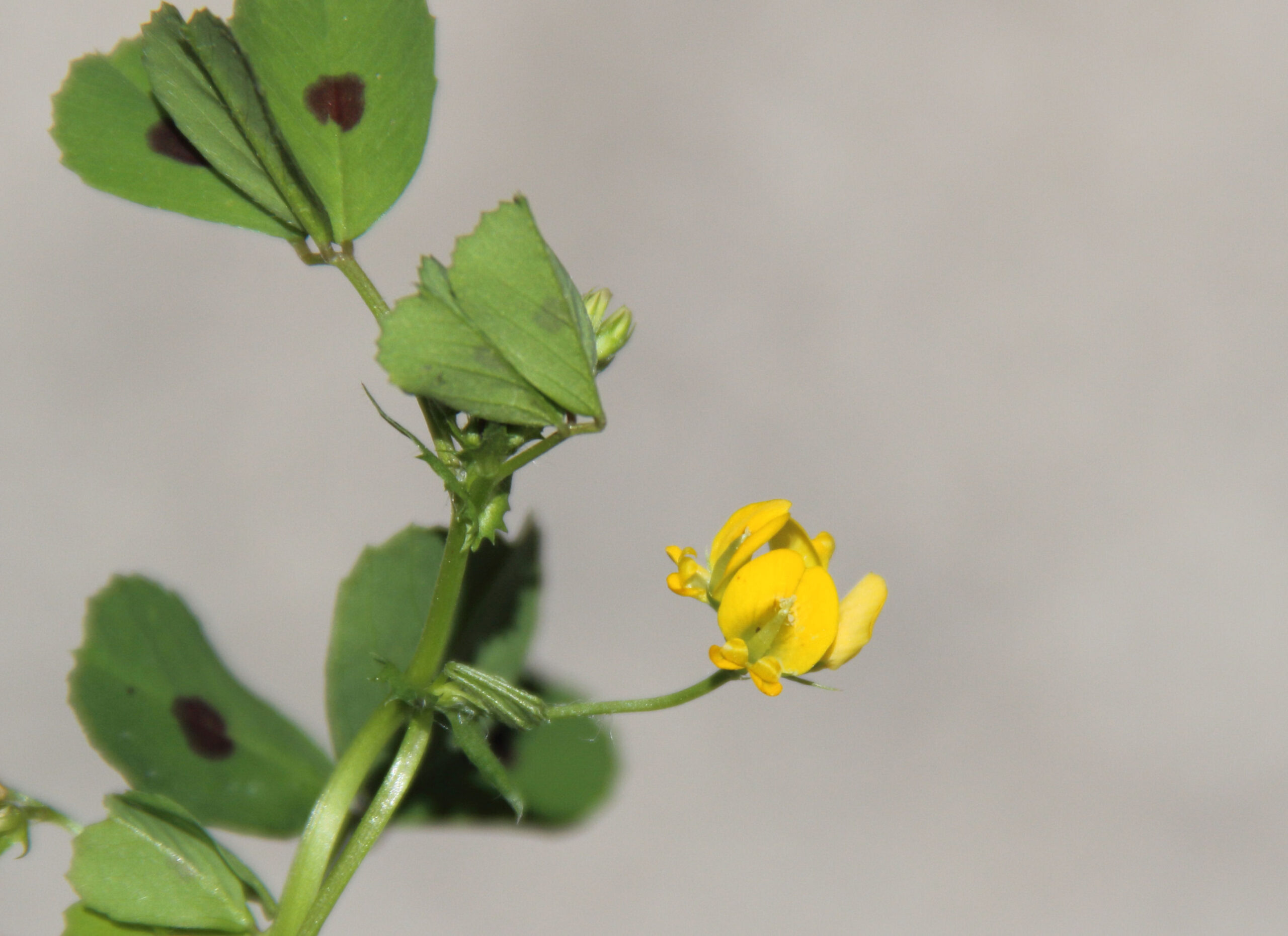 Medicago arabica (L.) Huds.