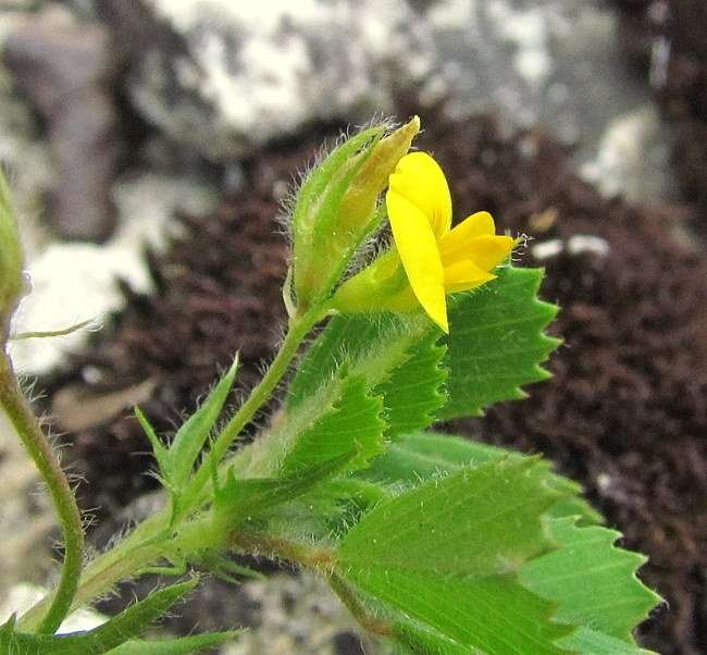 Medicago truncatula Gaertn. 
