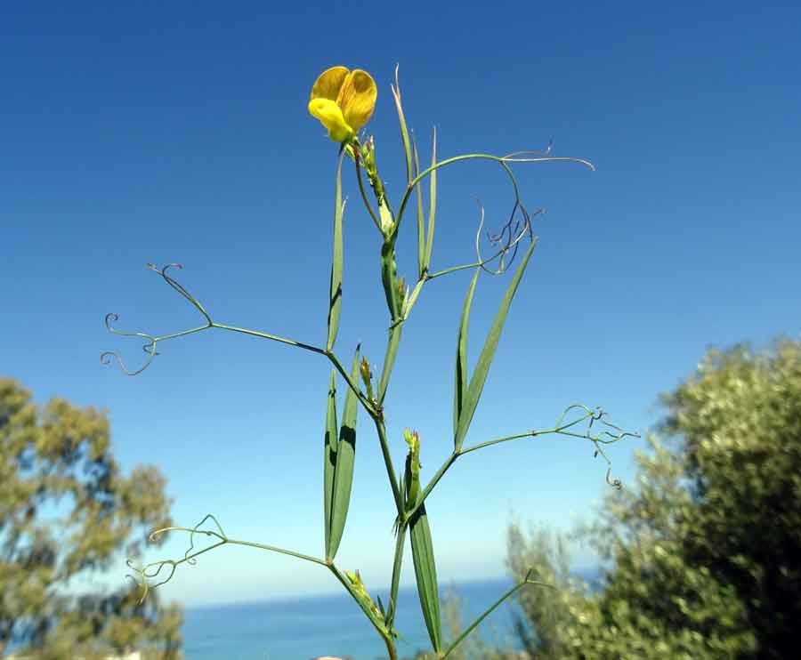 Lathyrus annuus L.