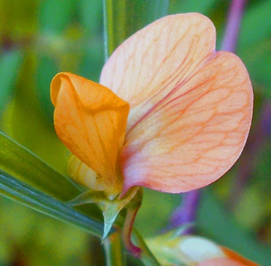 Lathyrus gorgoni Parl. 