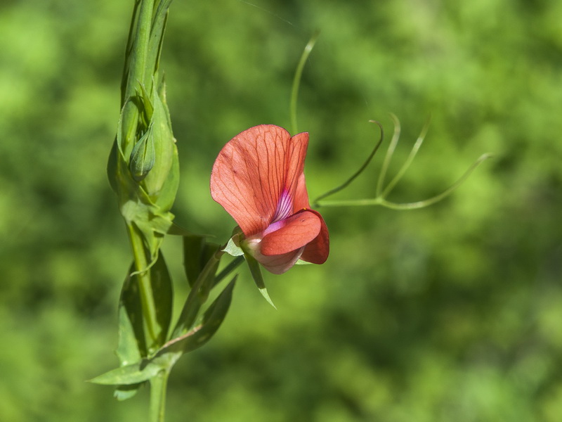 Lathyrus cicera L.