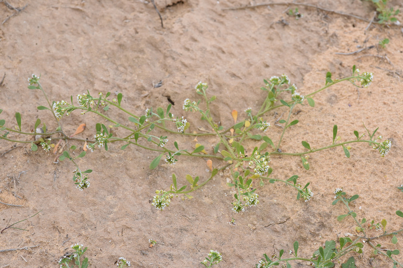 Lobularia arabica (Boiss.) Muschl