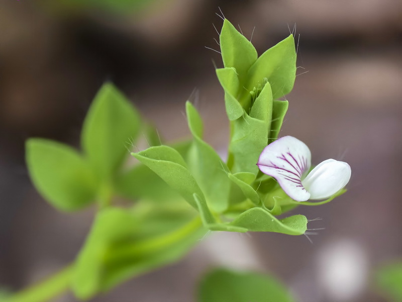 Lotus conimbricensis Brot.