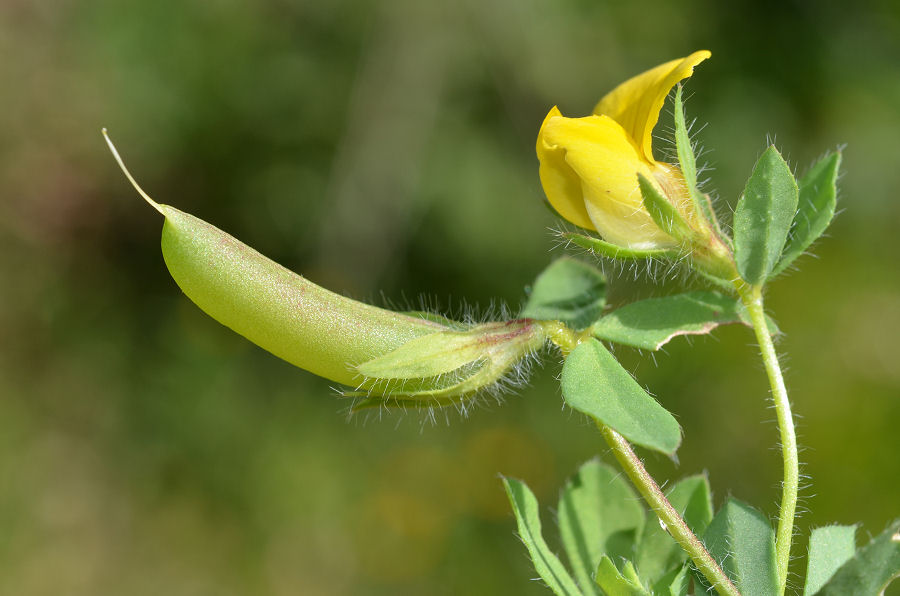 Lotus edulis L.