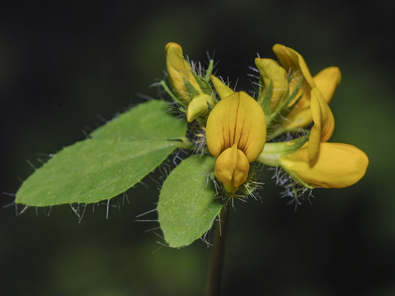 Lotus pedunculatus Cav.