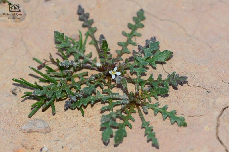 Malcolmia pygmaea (DC.) Boiss.