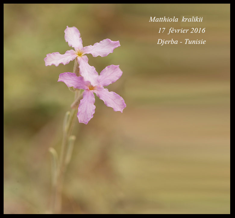 Matthiola kralikii Pomel