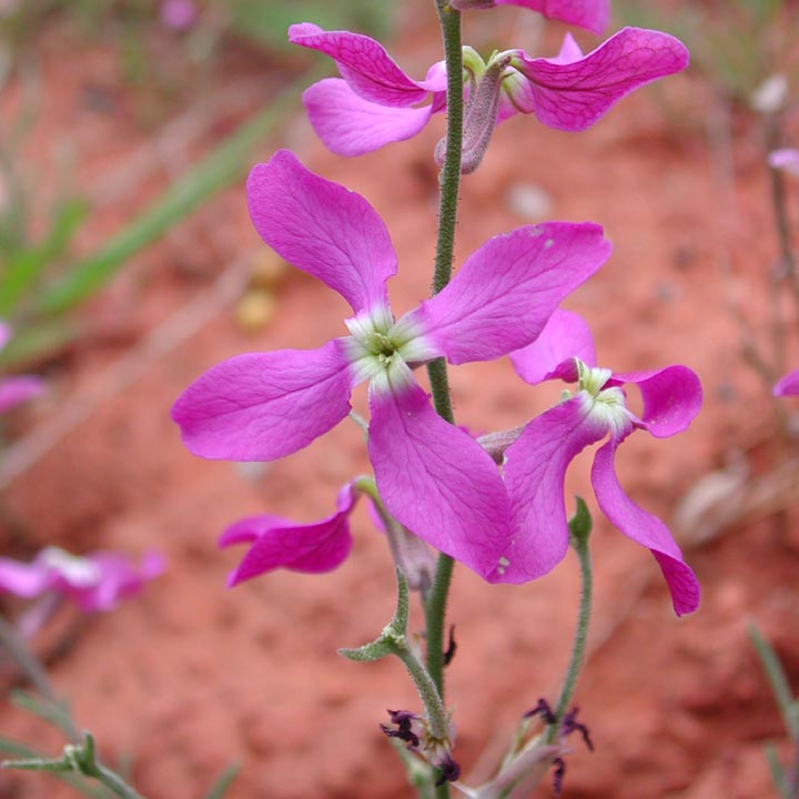 Matthiola longipetala (Vent.) DC.