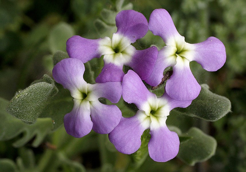 Matthiola tricuspidata (L.) W.T.Aiton