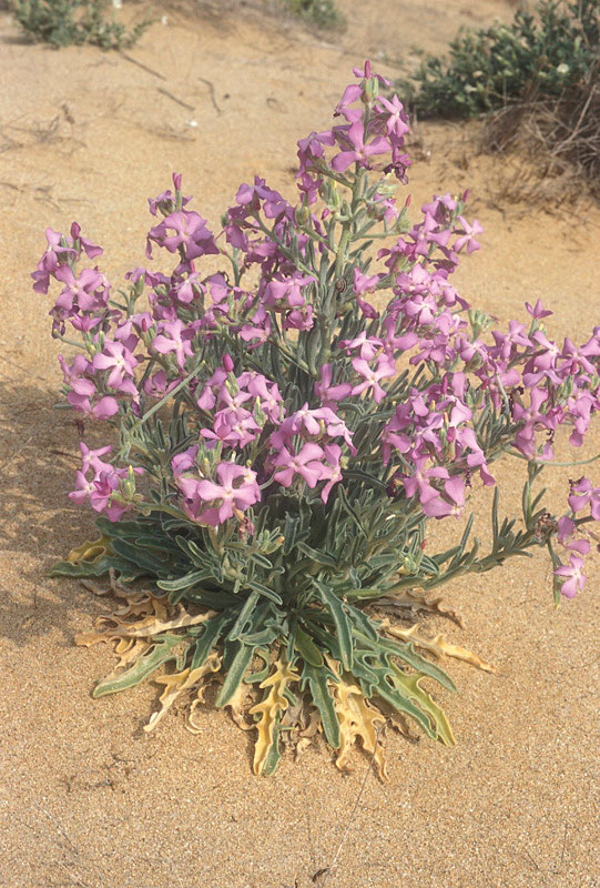 Matthiola sinuata (L.) W.T.Aiton