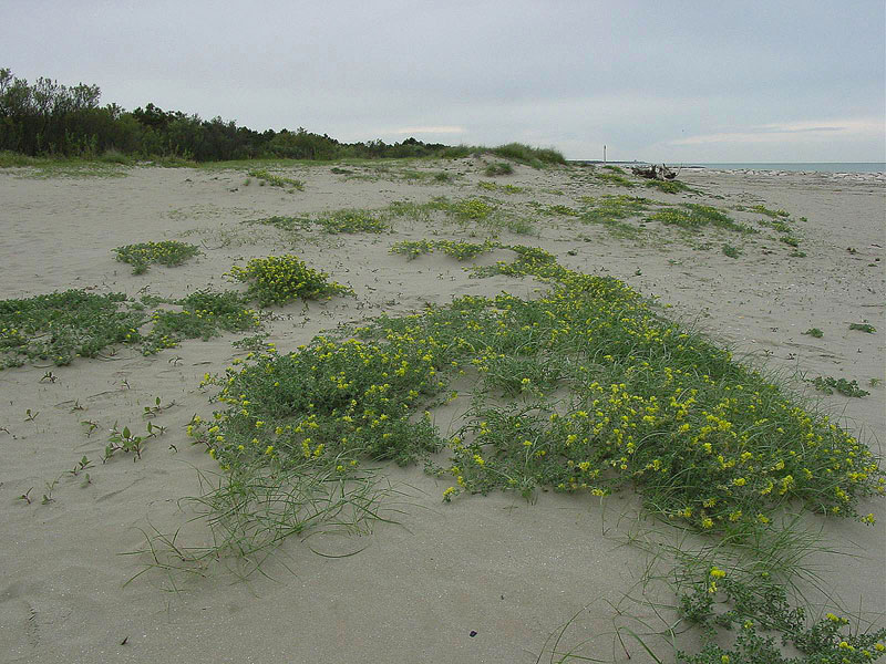 Medicago marina L.