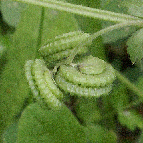 Medicago rugosa Desr.