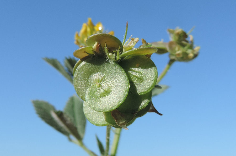 Medicago tornata (L.) Mill.