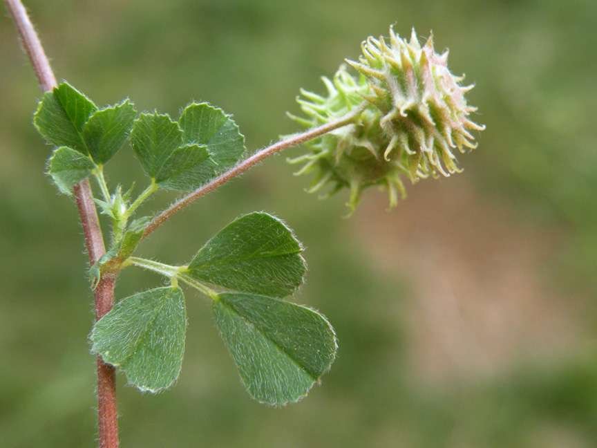 Medicago rigidula (L.) All.