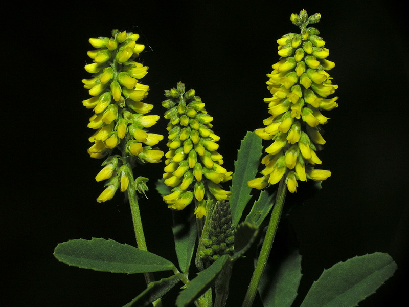 Melilotus sulcatus Desf.