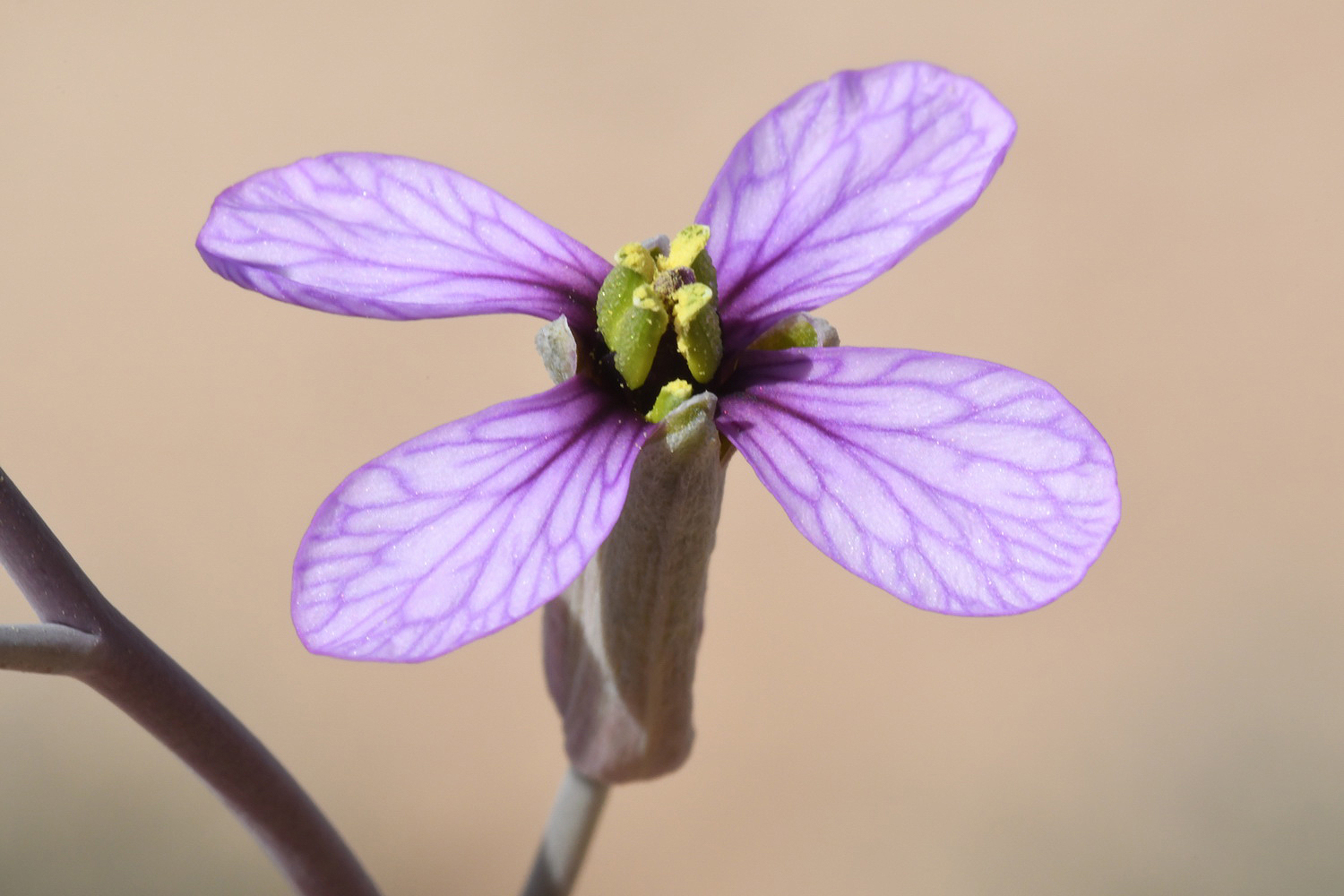 Moricandia nitens (Viv.) E.A.Durand & Barratte