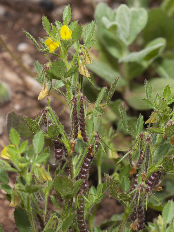 Ononis ornithopodioides L.