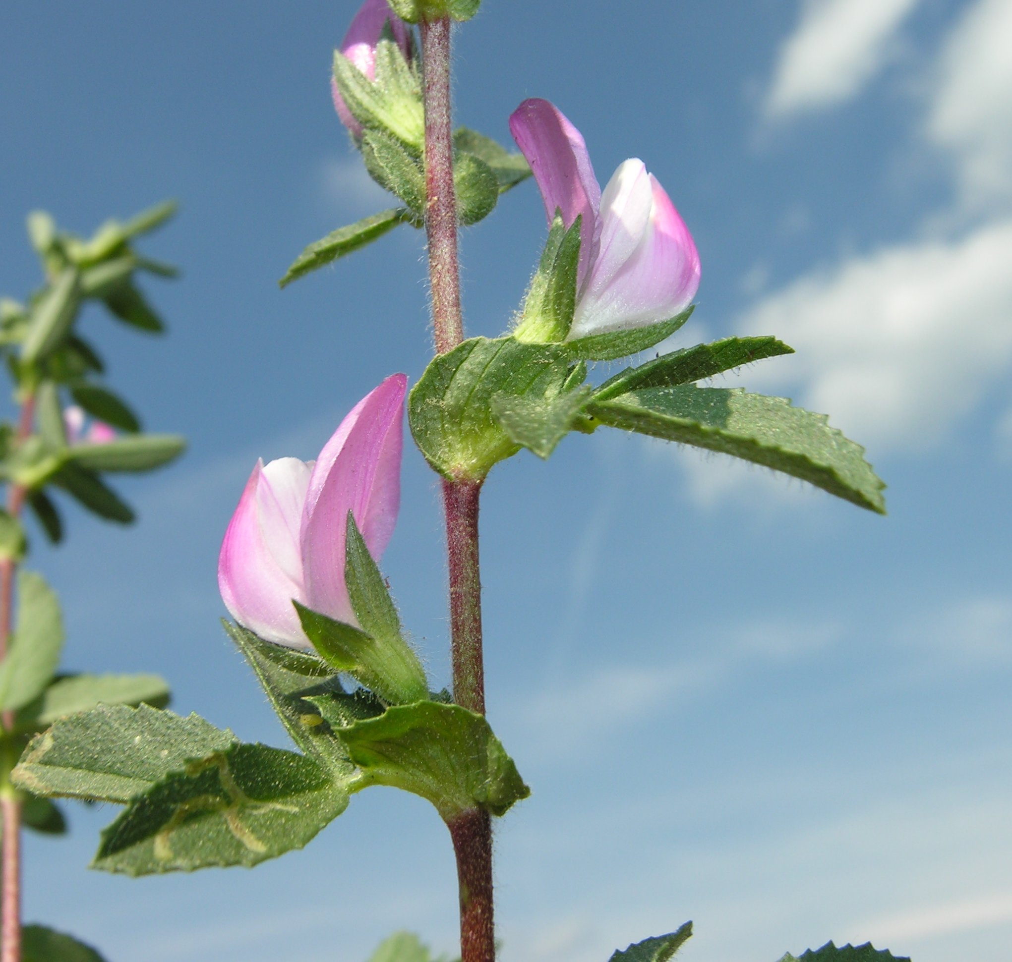 Ononis spinosa L.