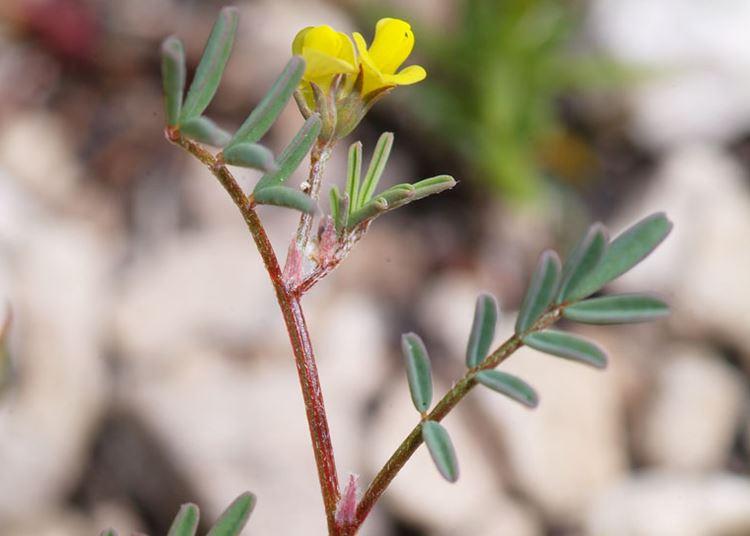 Hippocrepis ciliata Willd.