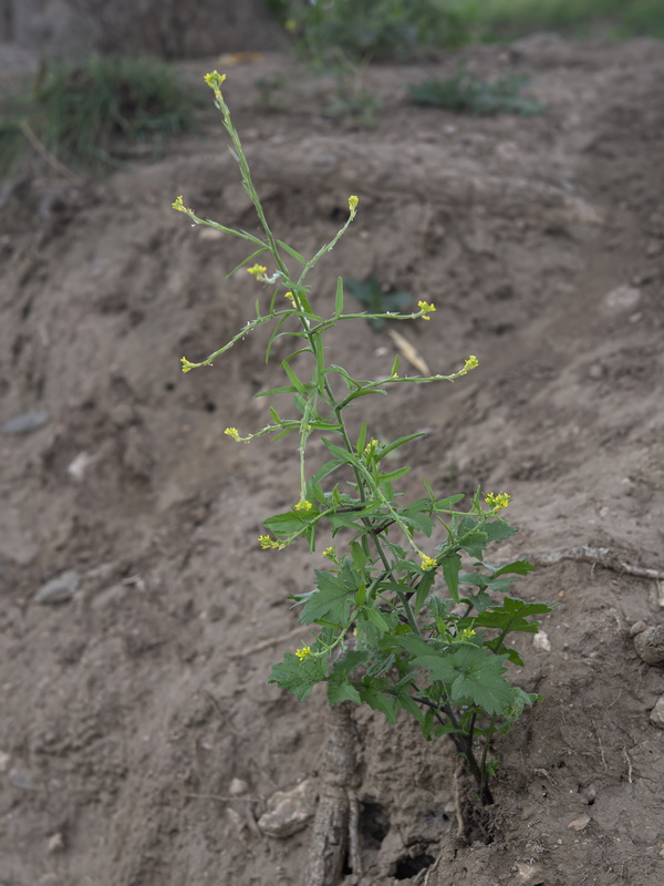 Sisymbrium officinale  (L.) Scop.