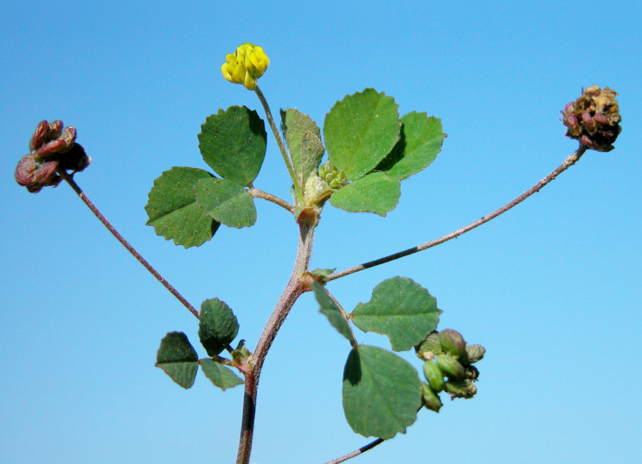 Medicago lupulina L.