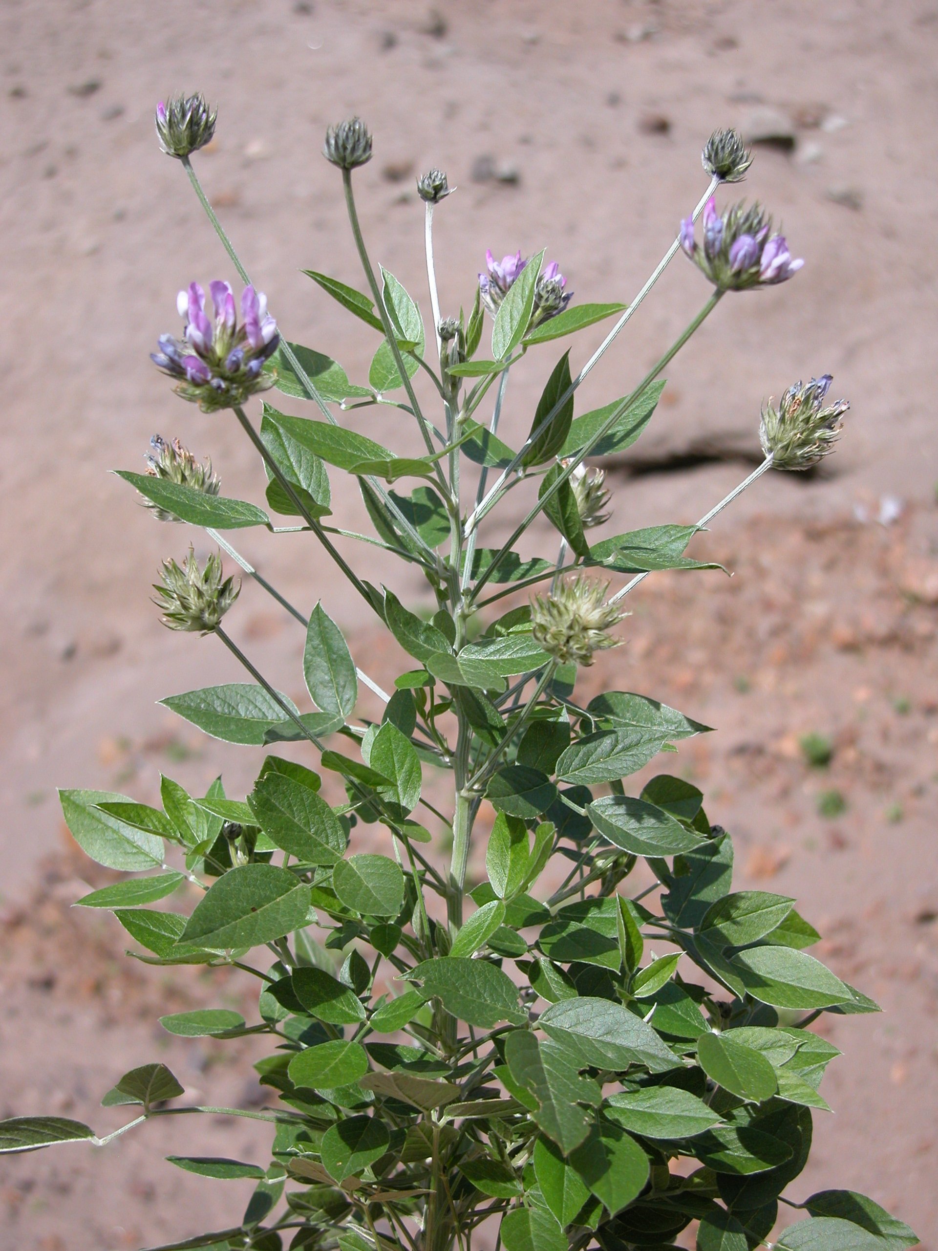 Bituminaria bituminosa (L.) C.H.Stirt. 