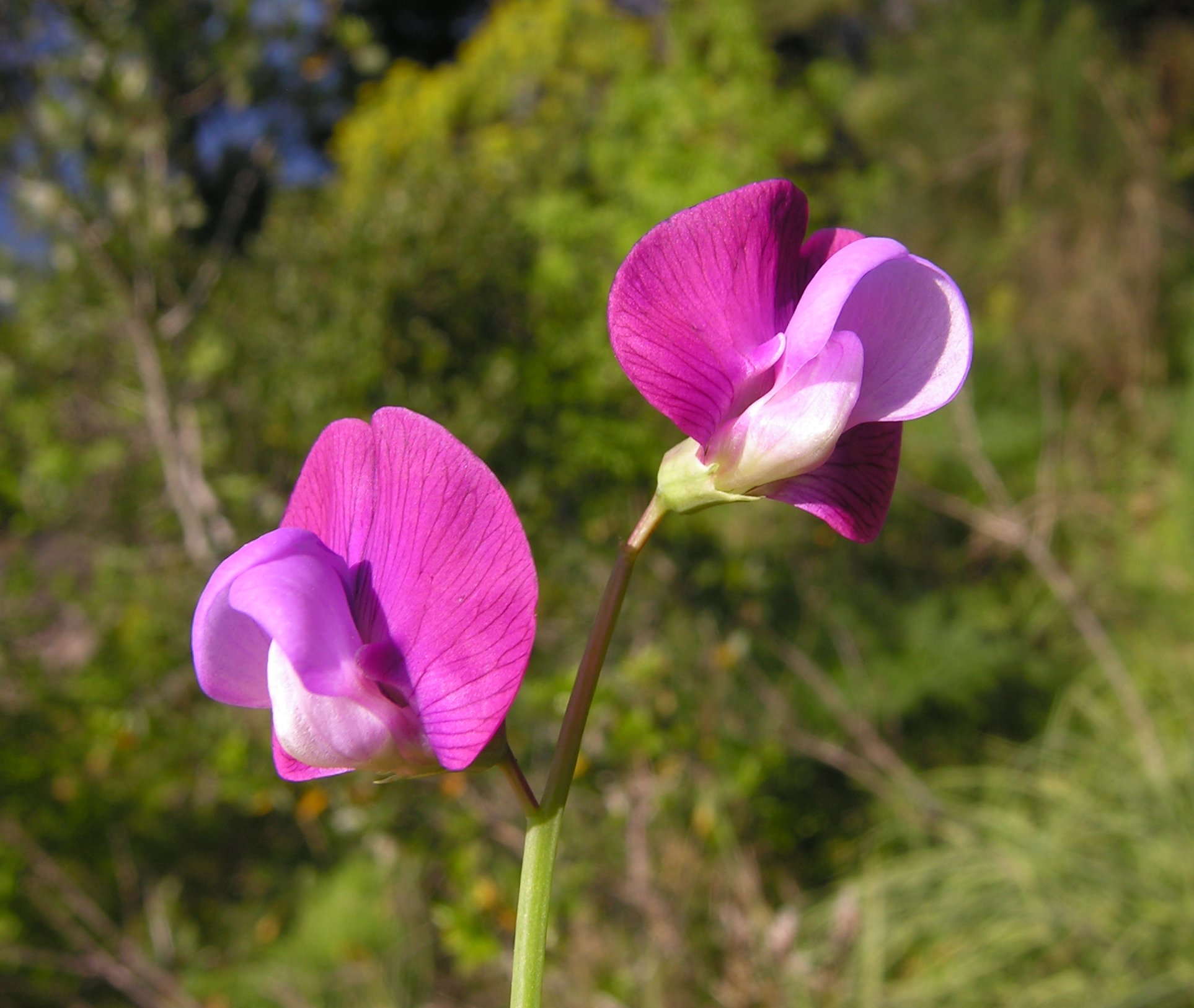 Lathyrus clymenum L.