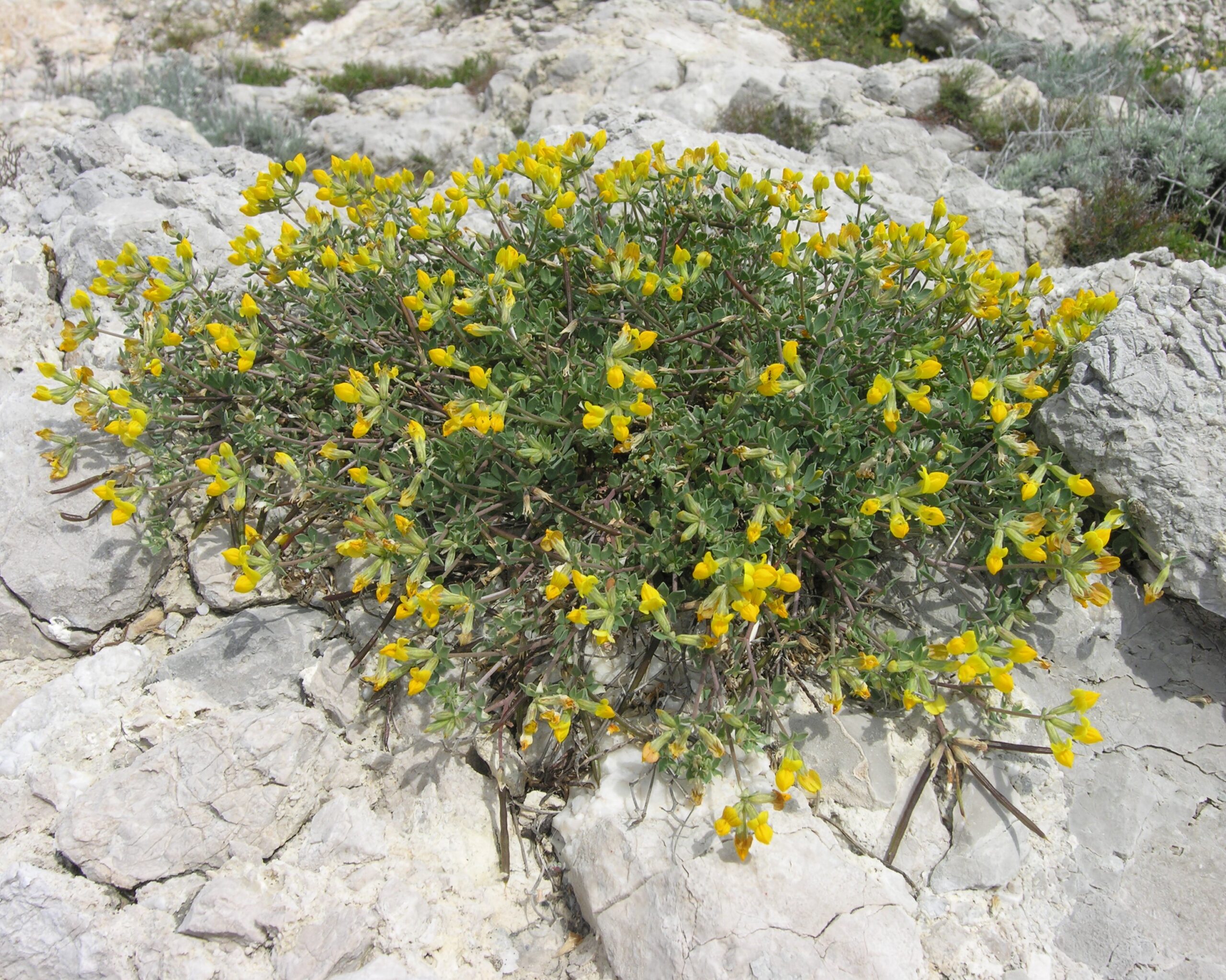 Lotus cytisoides L.