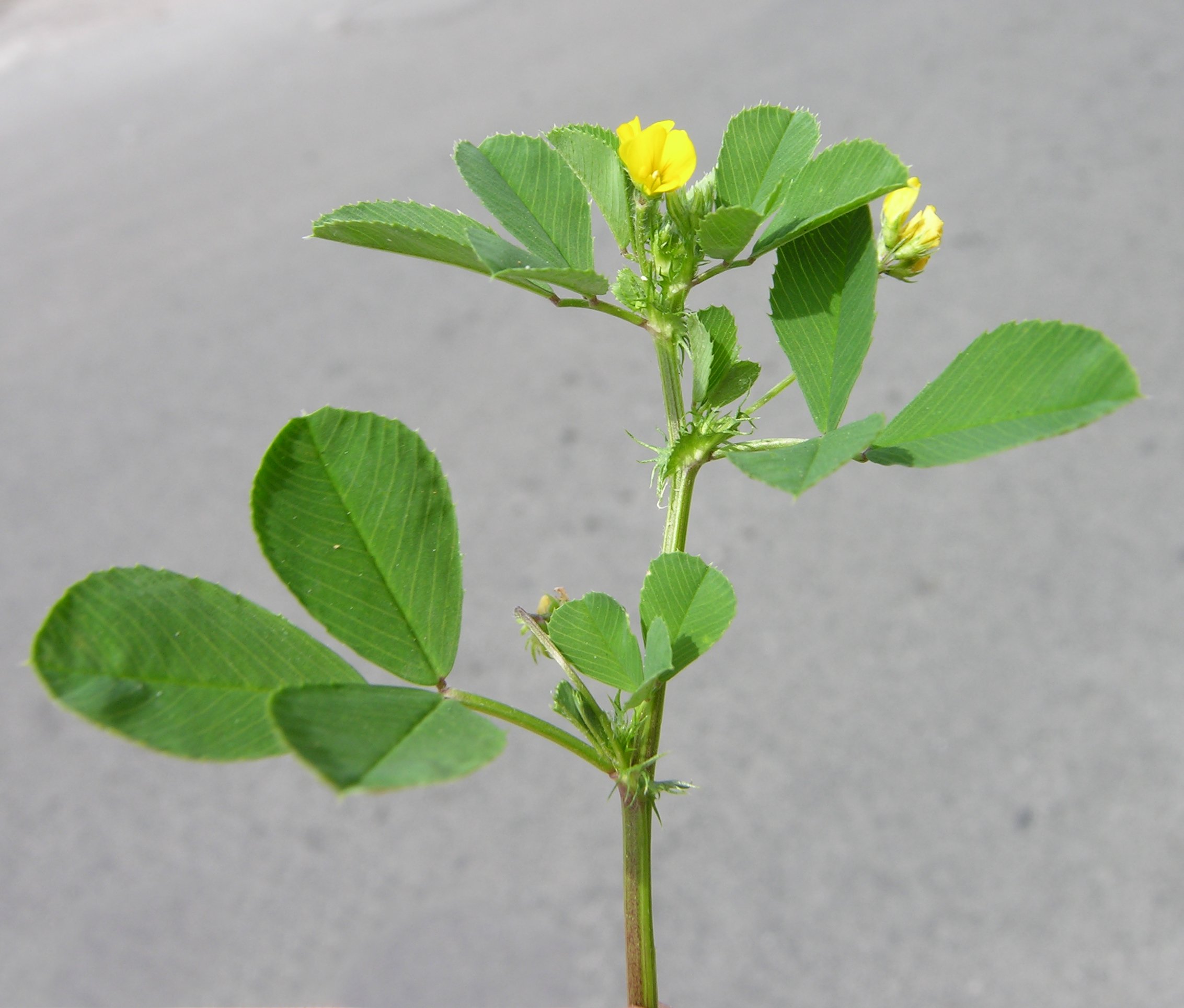Medicago polymorpha L.