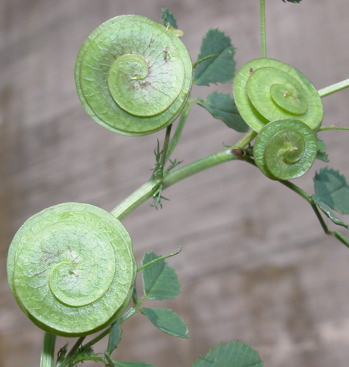 Medicago orbicularis (L.) Bartal.