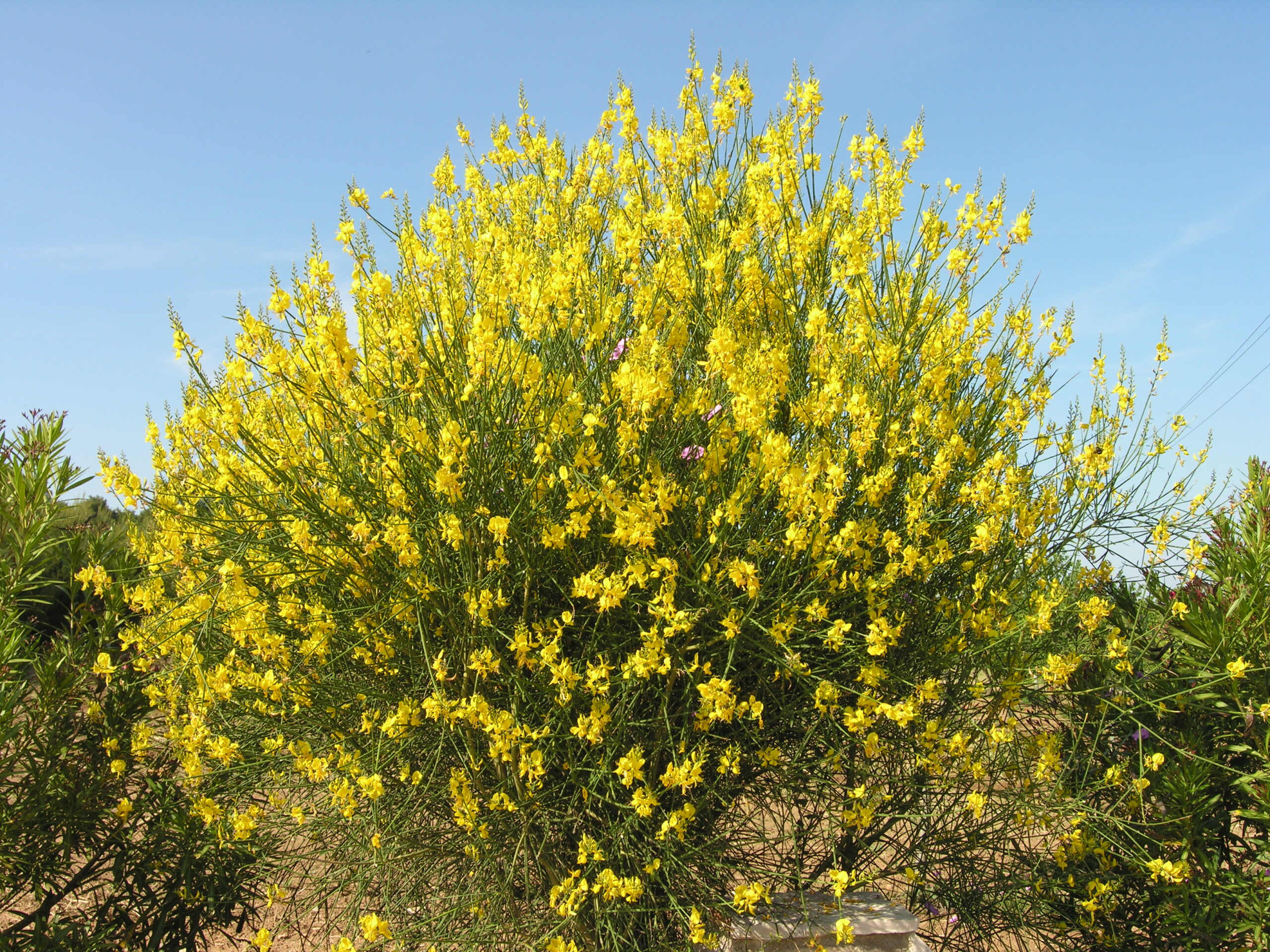Spartium junceum L.