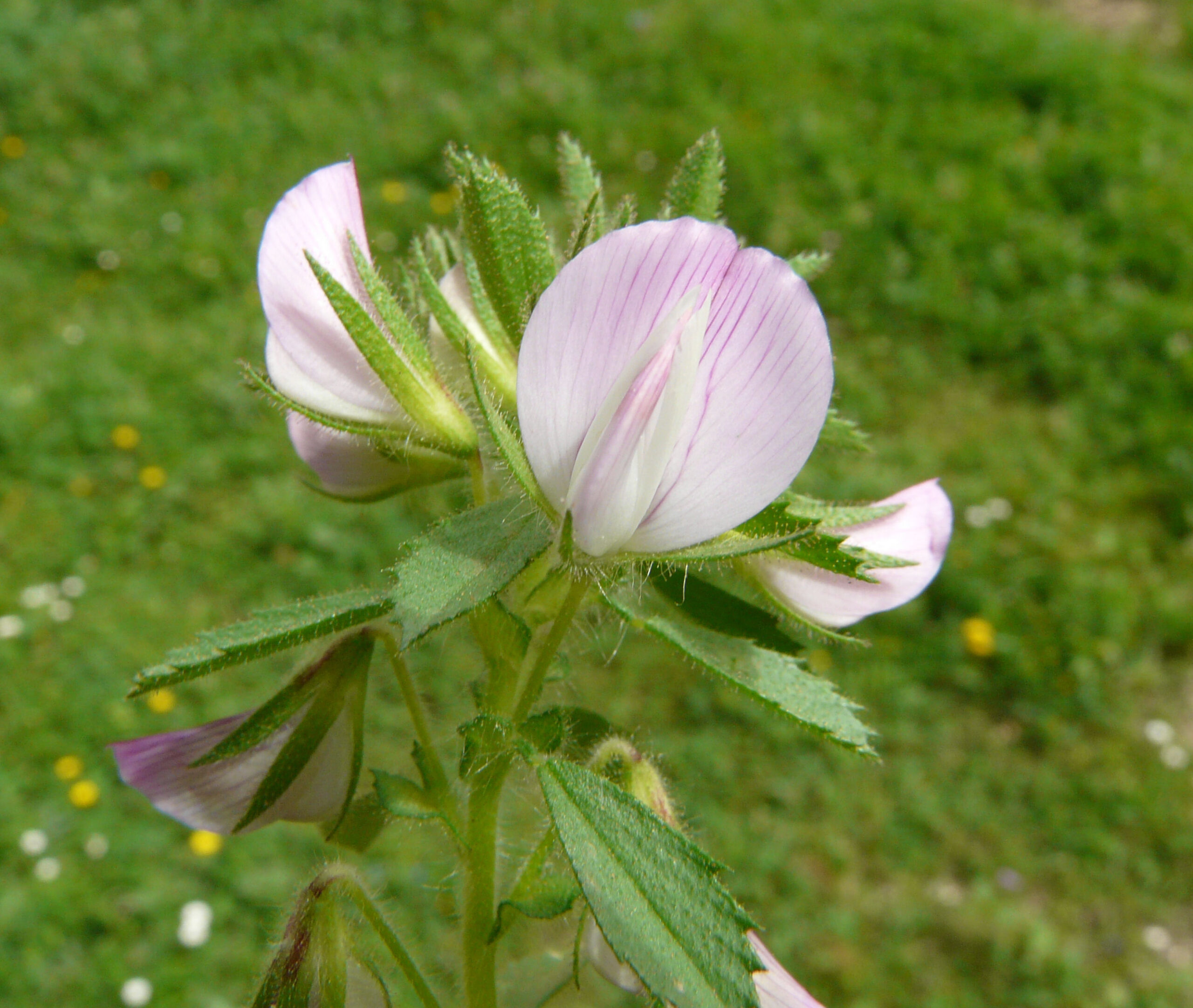 Ononis reclinata L.