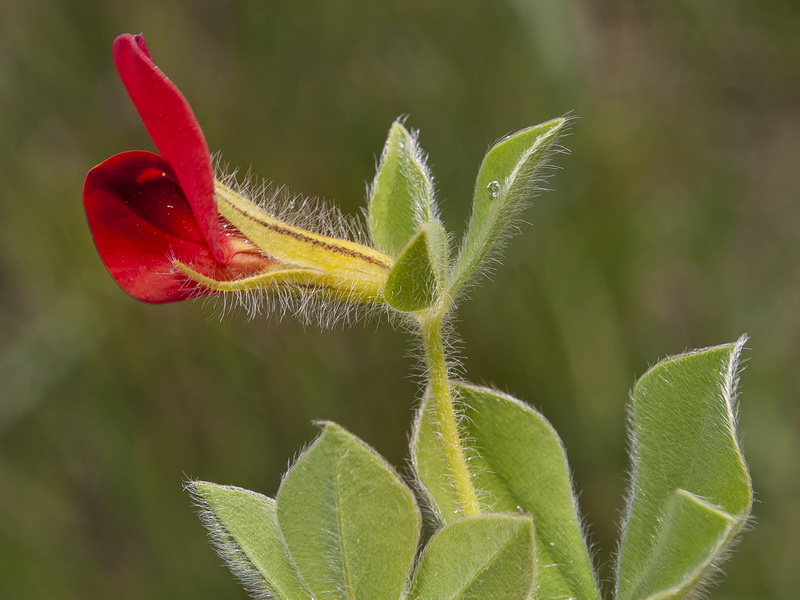 Lotus tetragonolobus L.